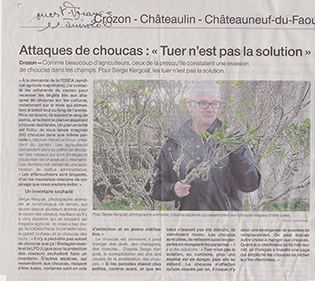 article sur les choucas