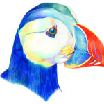 macareux_tete_crayon_mini (1)