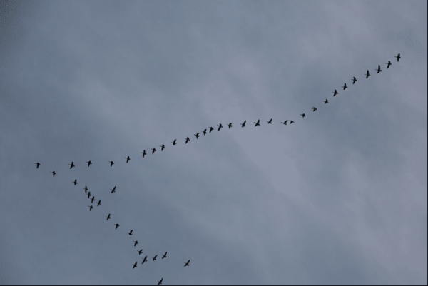 Oiseaux migrateurs – Image 2