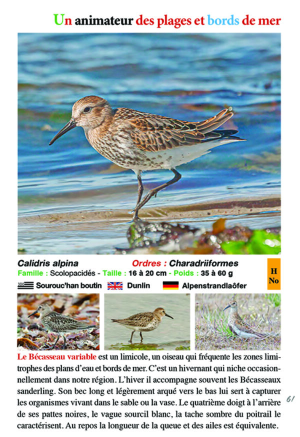 Oiseaux en Presqu`île et Pointe de Bretagne – Image 3