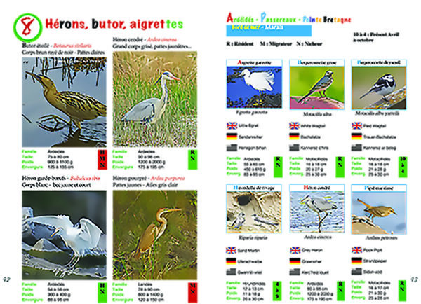 Oiseaux en Presqu`île et Pointe de Bretagne – Image 4