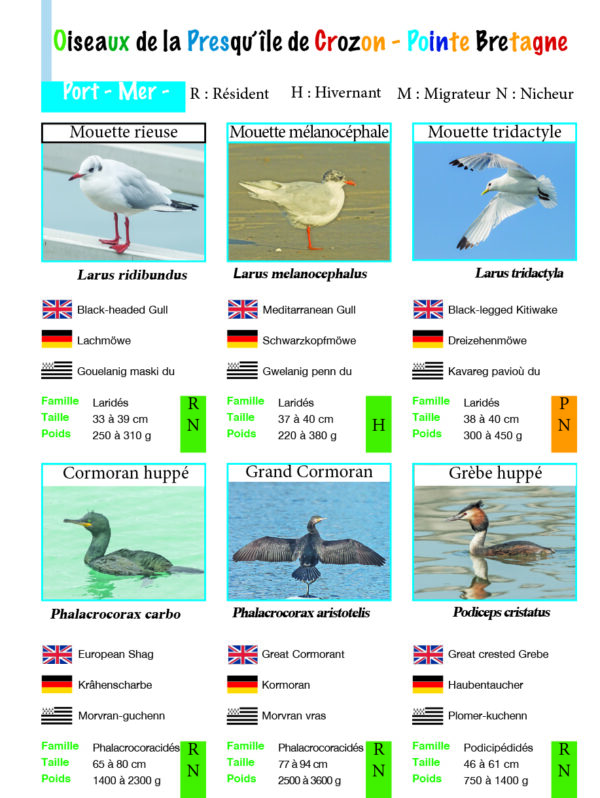 Oiseaux en Presqu`île et Pointe de Bretagne – Image 5