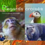 c4 regards croisés-2
