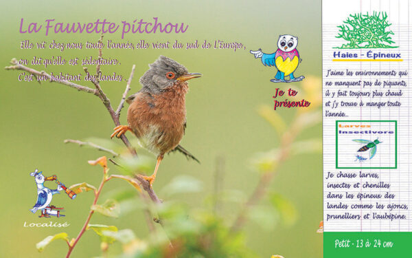 Oiseaux 1ères rencontres ! Tome 2 – Image 4