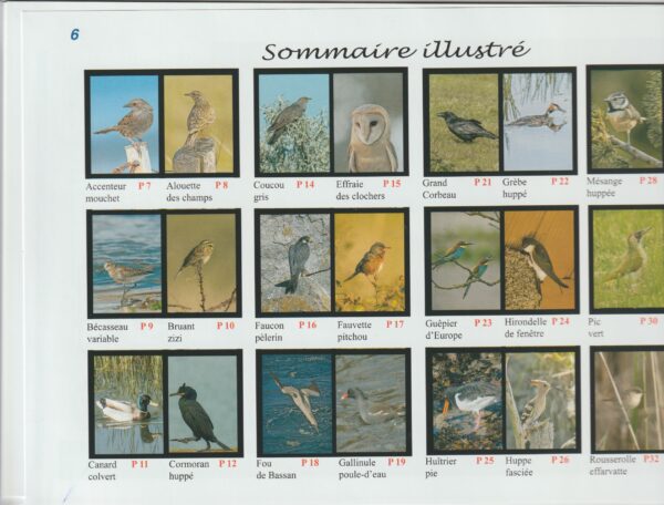 Oiseaux 1ères rencontres ! Tome 2 – Image 11