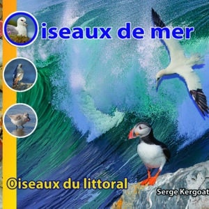 Oiseaux de mer et du littoral