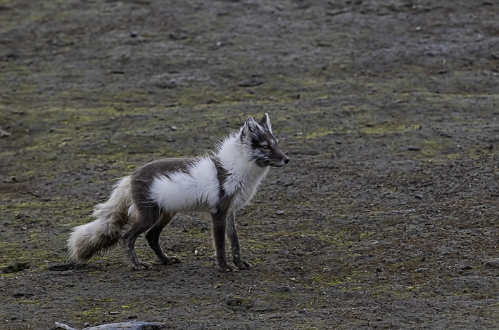 Renard polaire - Salbard