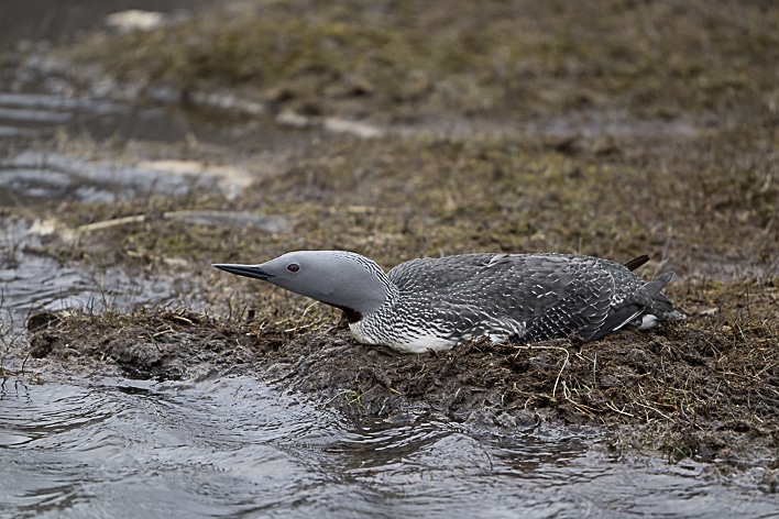 Plongeon catmarin - Svalbard