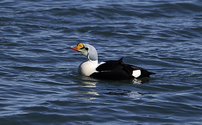 Eider à tête grise - Svalbard