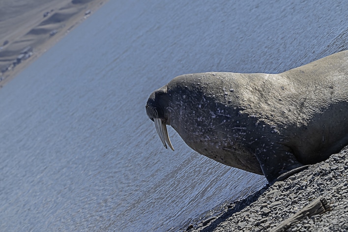 Morse - Svalbard