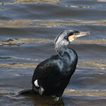 Grand Cormoran