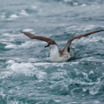 Puffin des Baléares