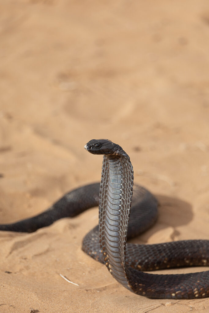 Cobra 2