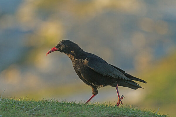 Sortie découverte des oiseaux - journée – Image 4