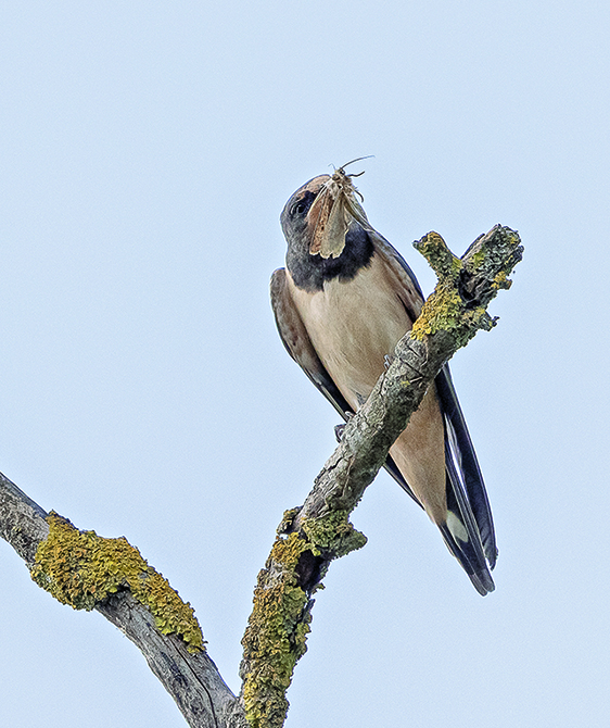 Hirondelle rustique et insecte