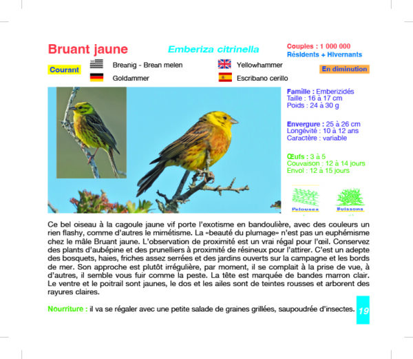 Oiseaux des Jardins de Bretagne - 60 espèces – Image 4
