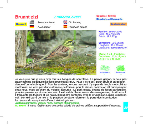 Oiseaux des Jardins de Bretagne - 60 espèces – Image 5