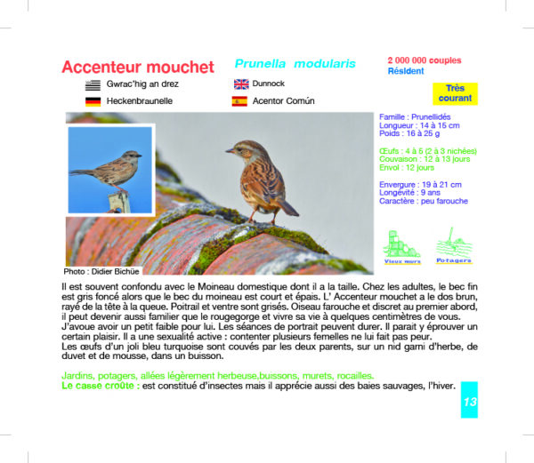 Oiseaux des Jardins de Bretagne - 60 espèces – Image 7