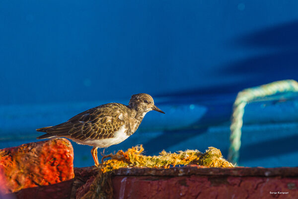 Sortie découverte des oiseaux - journée – Image 5