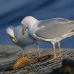 d052goeland argenté couple