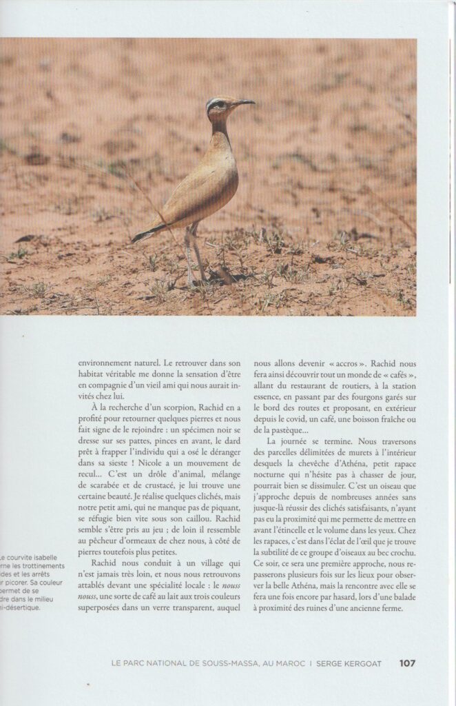 maroc courvite (1)