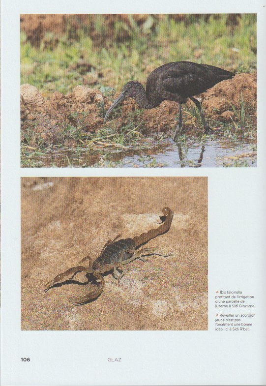 maroc11