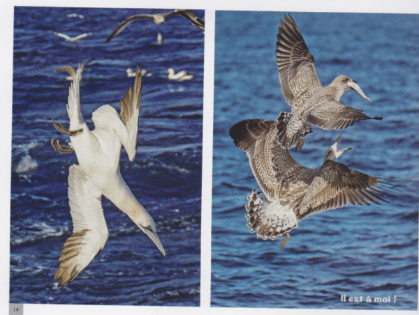 Pêcheur d'images – Image 4