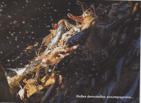 Pêcheur d'images – Image 5