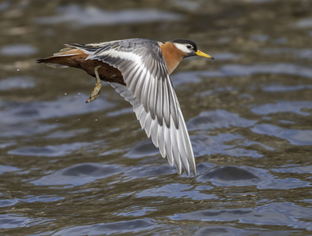 Phalaroppe à bec large - intimidation