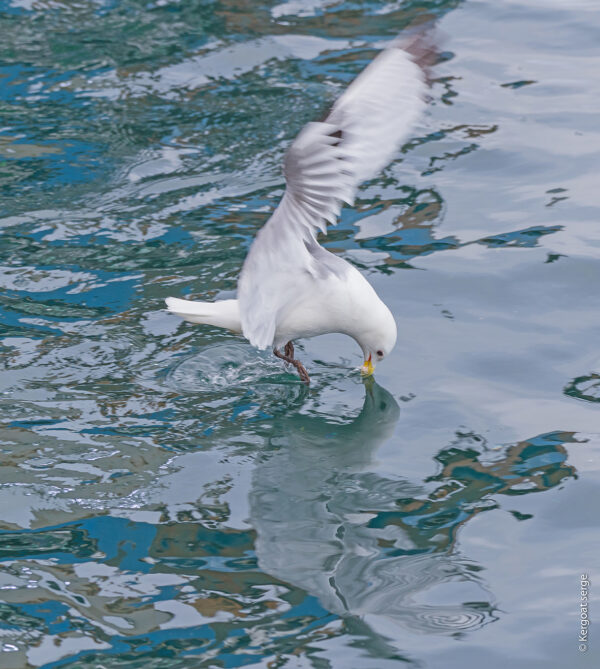 Sortie découverte des oiseaux - journée – Image 2