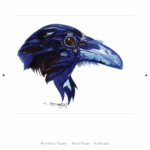 Grand Corbeau dessin au crayon et à l'encre