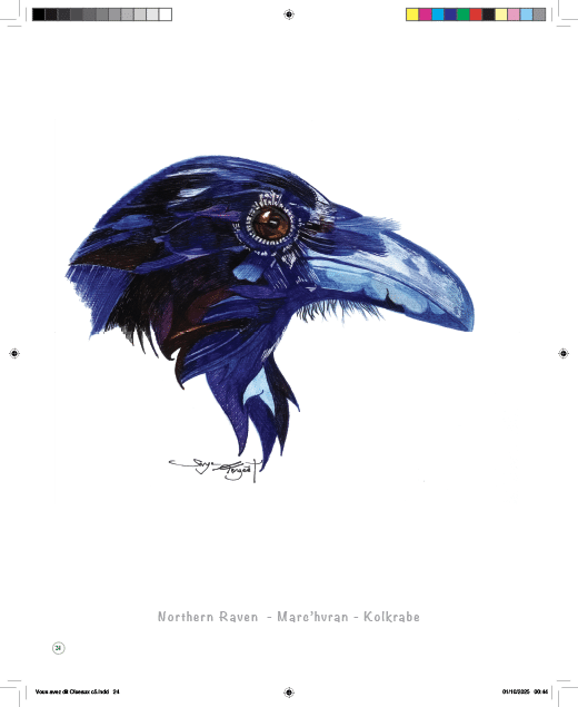 Oiseaux... l'Autre regard – Image 9