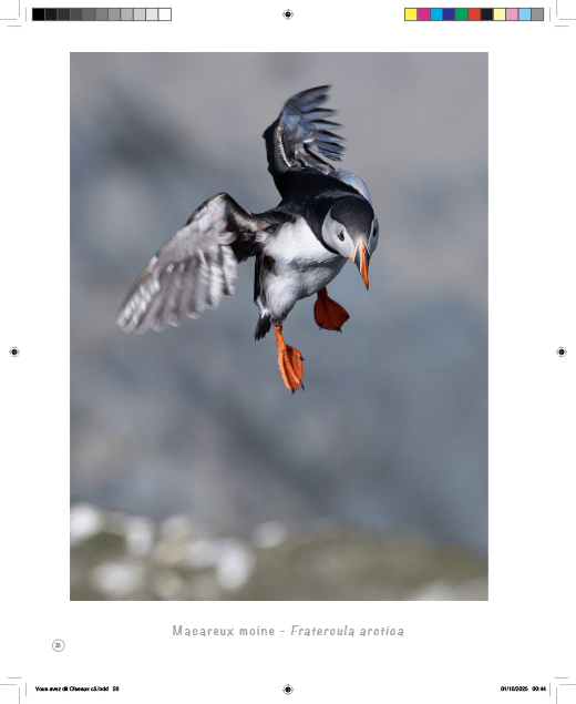 Oiseaux... l'Autre regard – Image 7