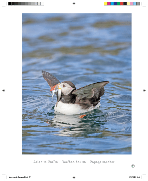 Oiseaux... l'Autre regard – Image 6