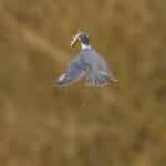 Martin américain-00735