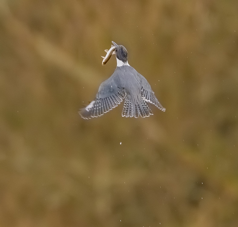 Martin américain-00735