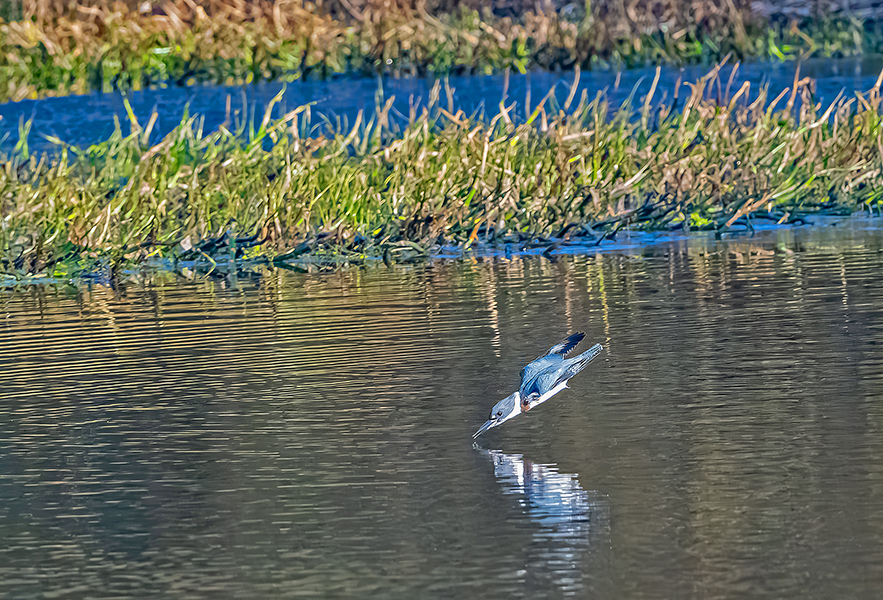 Martin chasseur 4-00806 pfcopie