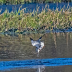 Martin chasseur 5-01003 pf