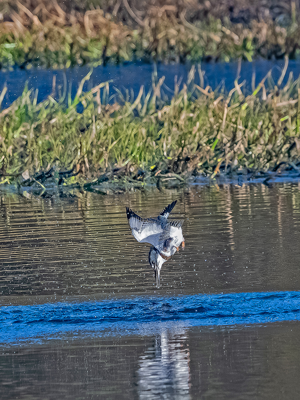 Martin chasseur 5-01003 pf