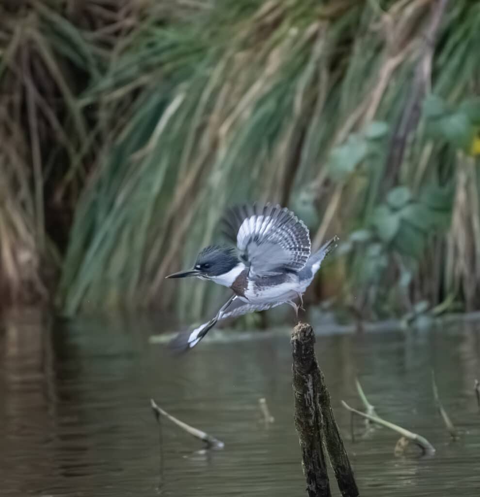 Martin chasseur v2-00393 (1)