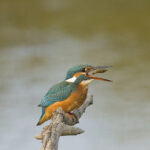 Martin pêcheur vert2
