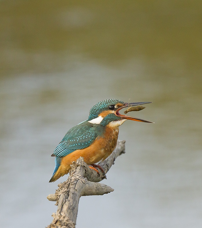 Martin pêcheur vert2