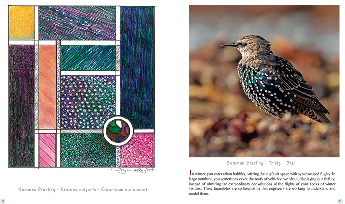 Birds... An alternative Perspective – Image 5