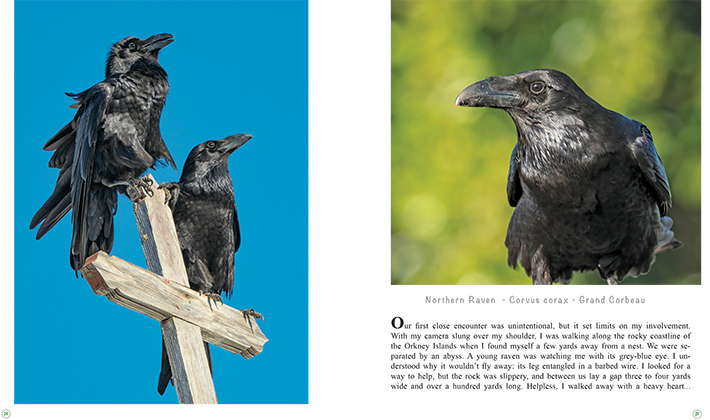 Birds... An alternative Perspective – Image 4