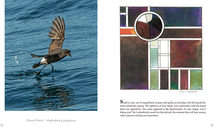 Birds... An alternative Perspective – Image 6