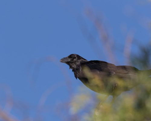 Grand Corbeau