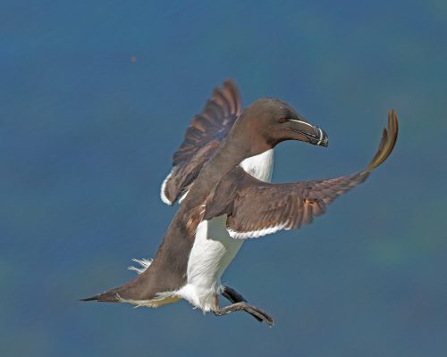 PINGOUIN