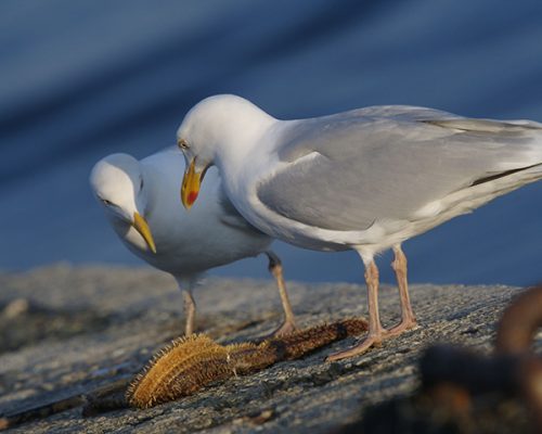 d052goeland argenté couple