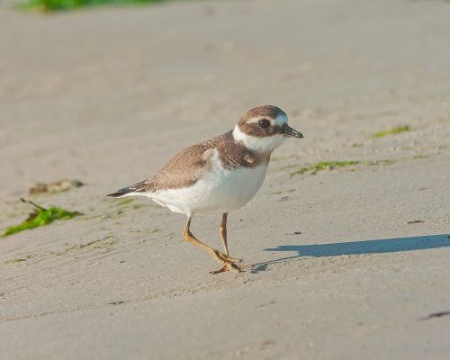grand gravelot sable2